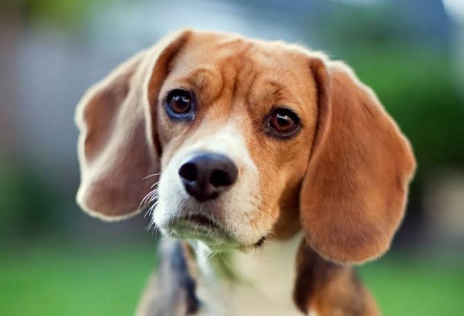 3 y/o Male Beagle for Breeding